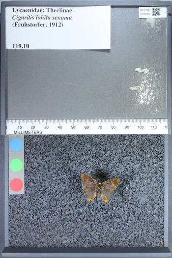 Media type: image;   Entomology 68910